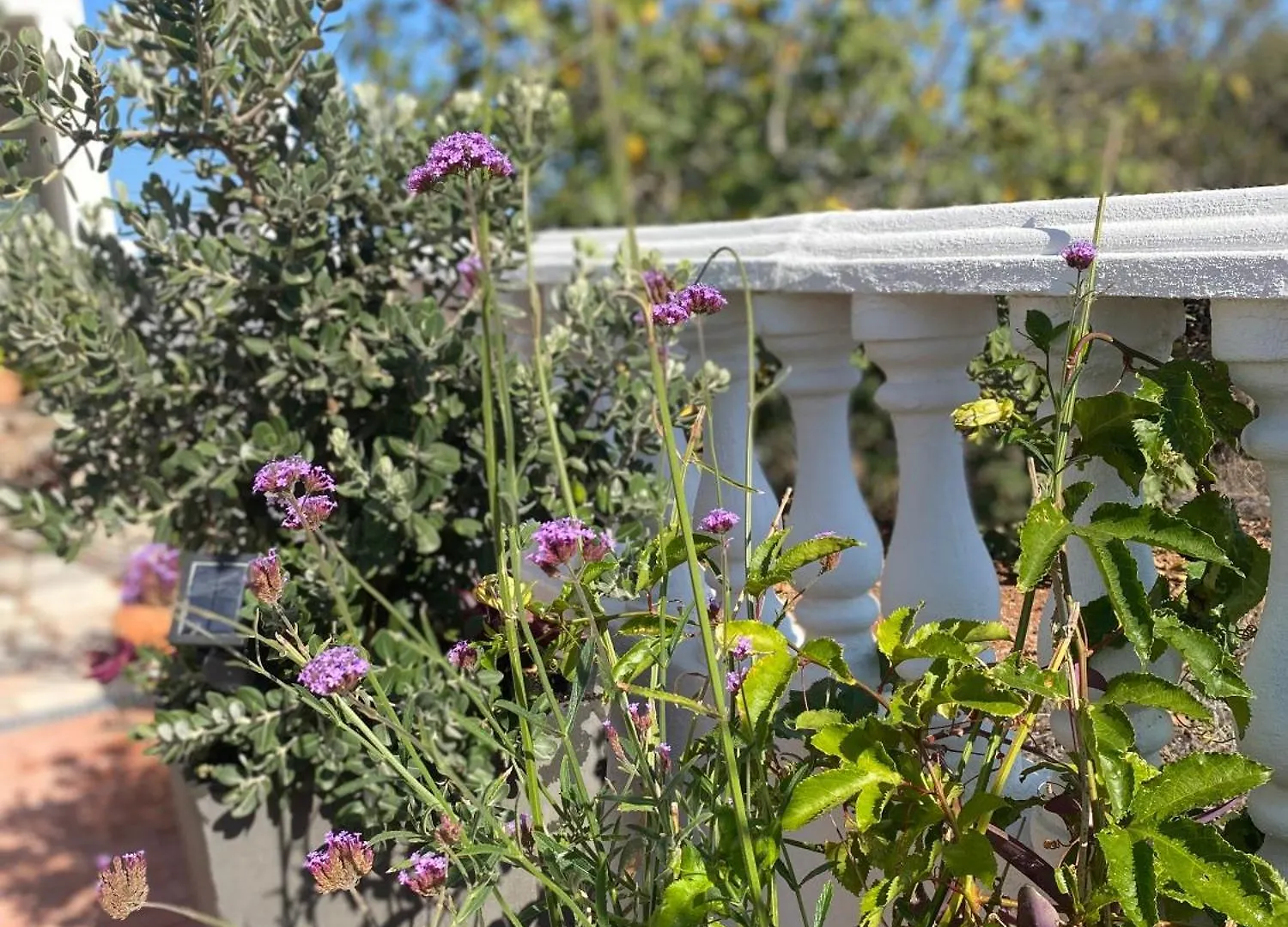 Bed & Breakfast Palm View Guesthouse, Adults Only Praia Da Luz